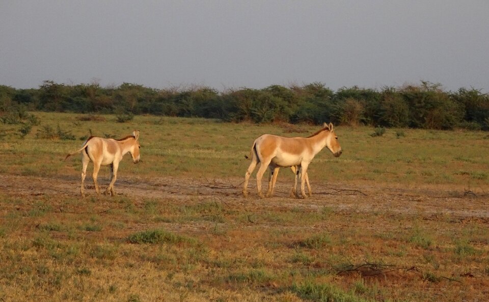 Khur indian onager wildlife