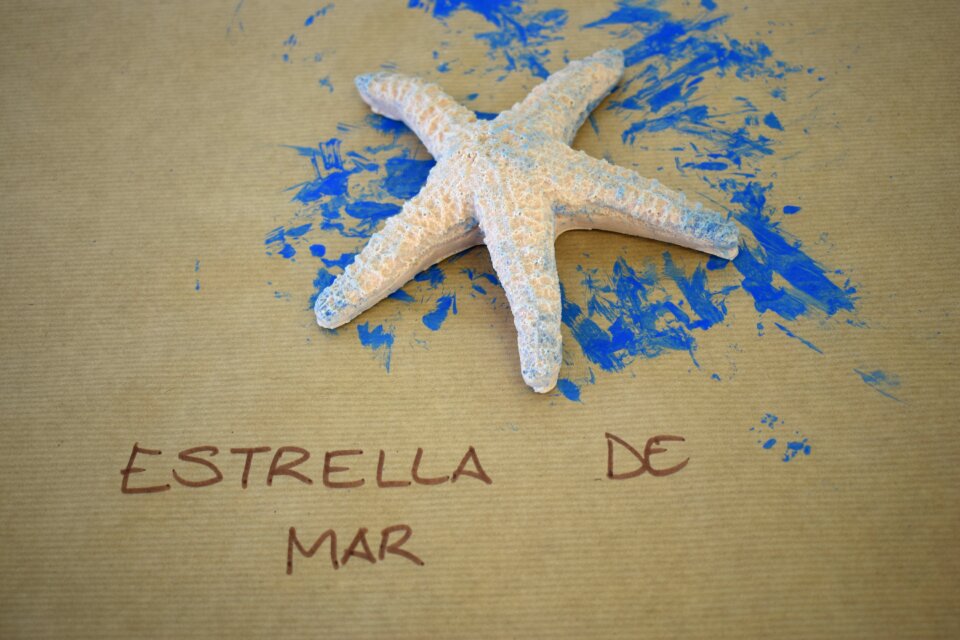 Sea star crafts sea