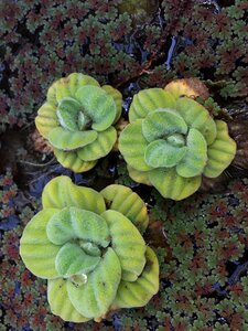 Green plant aquatic
