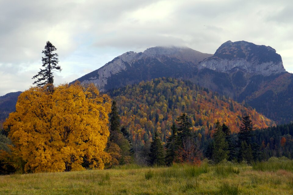 Slovakia the sky trees