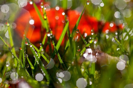 Light wet sunny