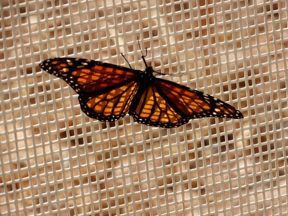 Orange monarch butterfly