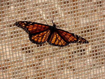 Orange monarch butterfly photo