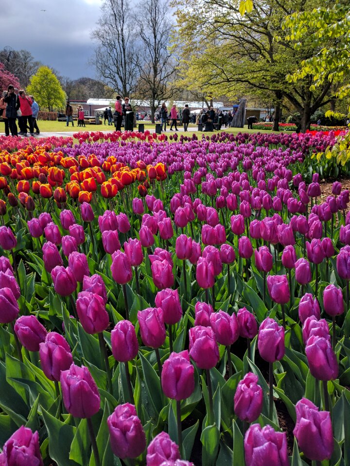 Flower nature