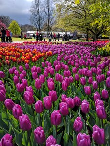 Flower nature