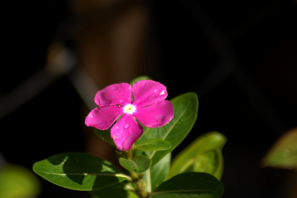 Flowers tlapa de comonfort gro