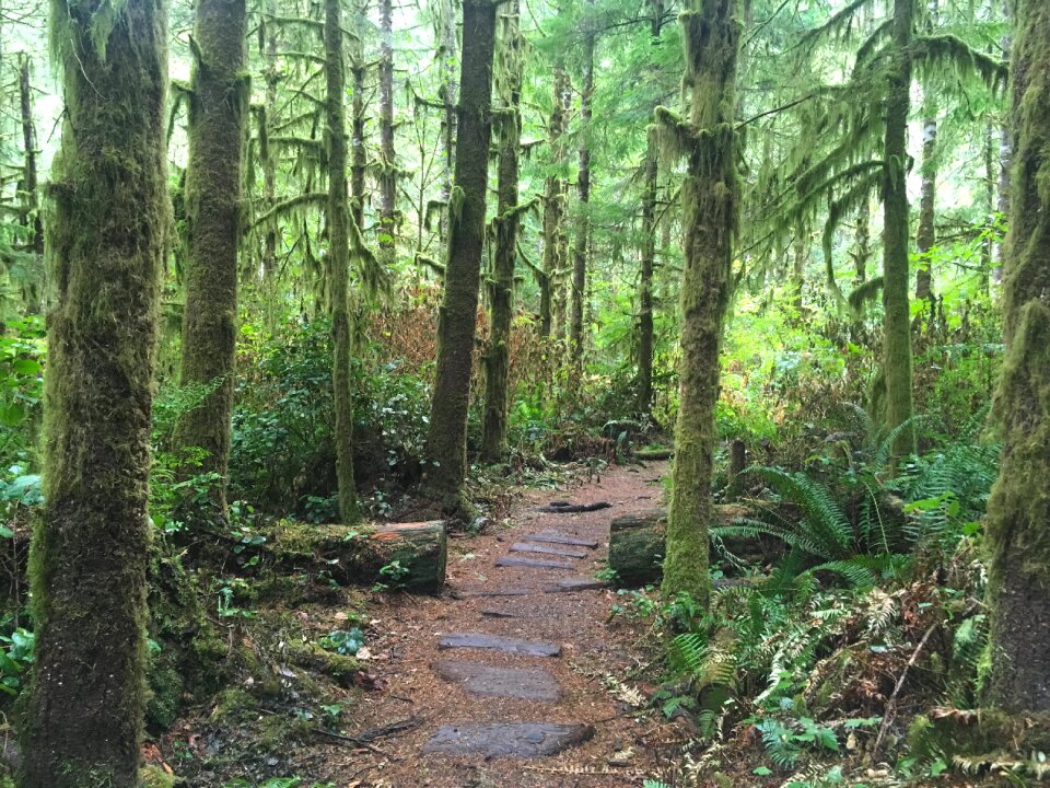 Trail nature hiking