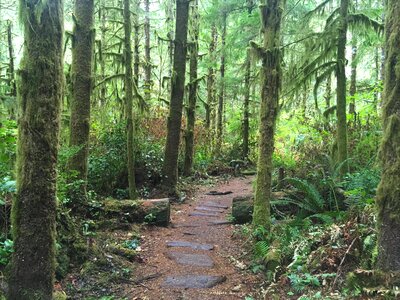 Trail nature hiking