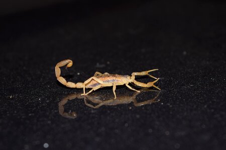 Scorpion reflection