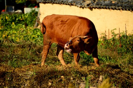 Cow bull rural landscape photo