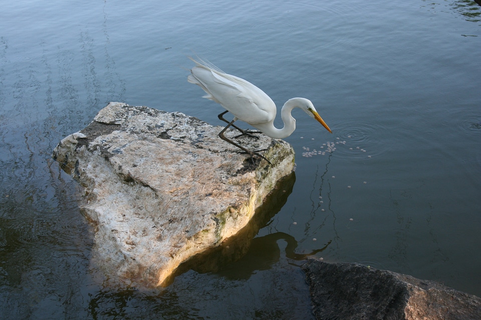 Stone lake bird