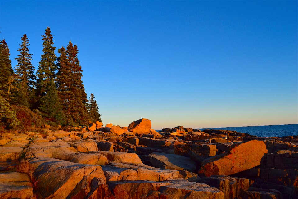 Pine trees maine nature