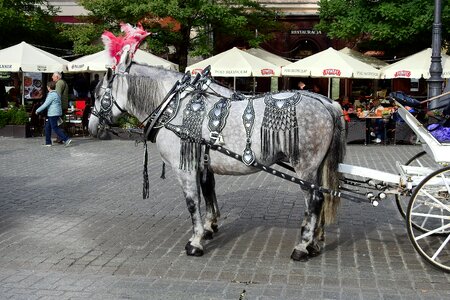 Horses cab the old town