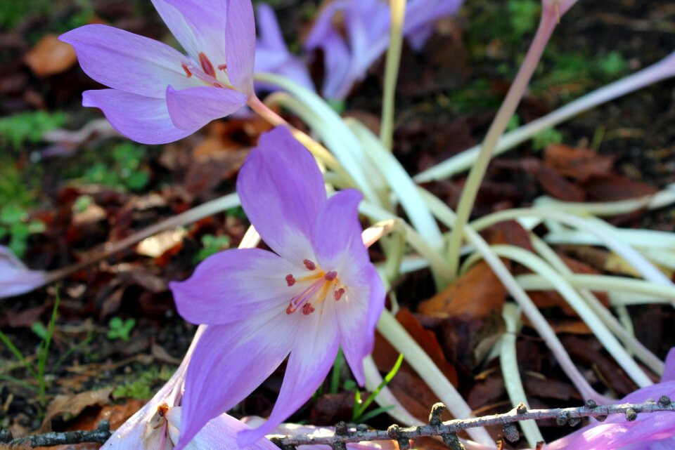 Autumn nature plant
