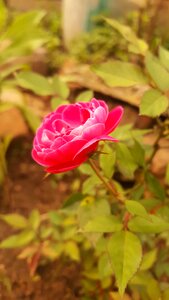 Pink blurred