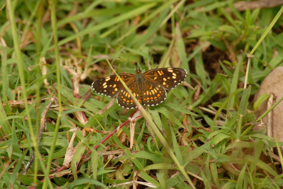 Insect tlapa de comonfort gro