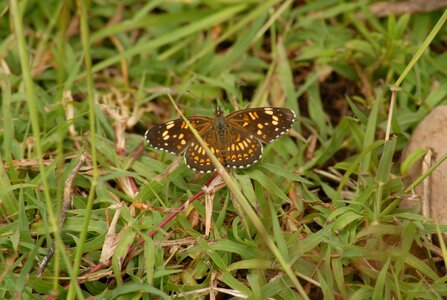 Insect tlapa de comonfort gro