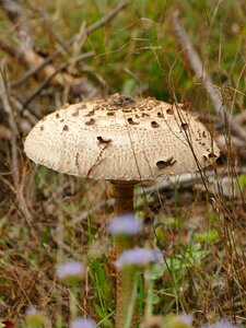 Forest mushroom picking brown mushroom photo