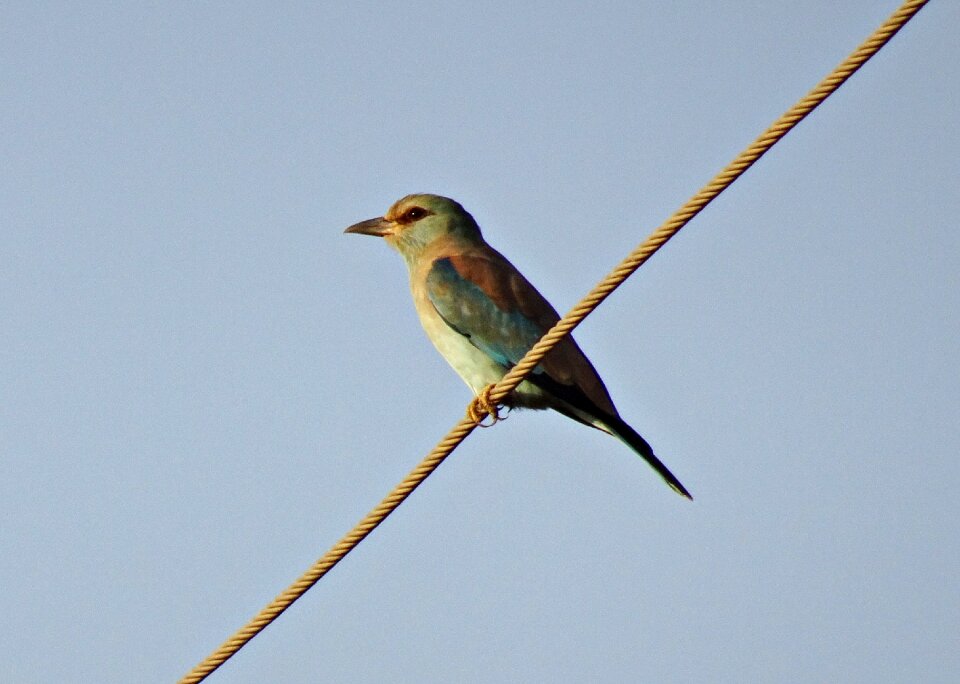 Coracias garrulus wildlife nature