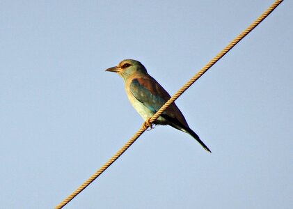 Coracias garrulus wildlife nature
