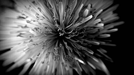 Black and white nature flower beautiful flower