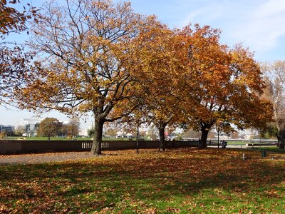 Landscape leaves yellow