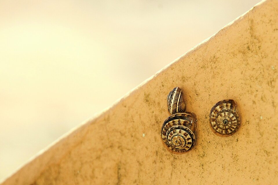 Nature land snail housing snail