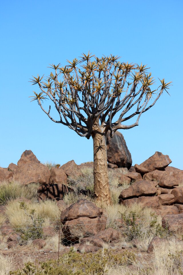 Tree nature desert