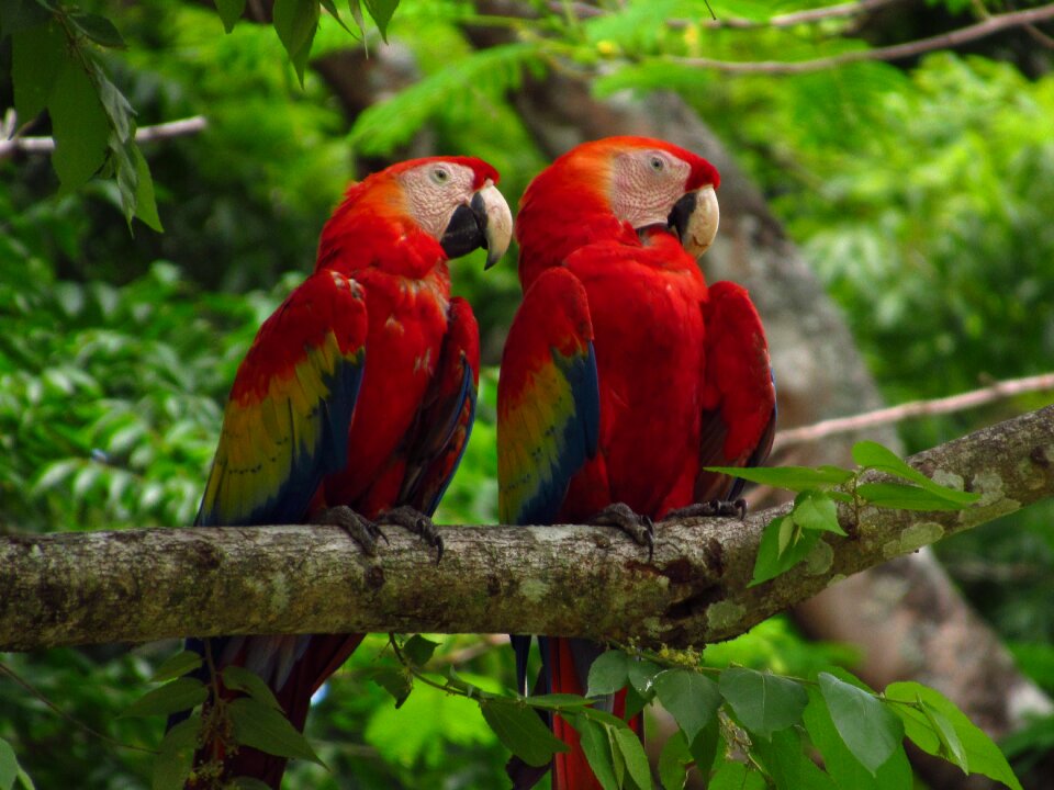 Nature tropical bird colorful