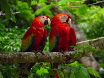 Nature tropical bird colorful photo
