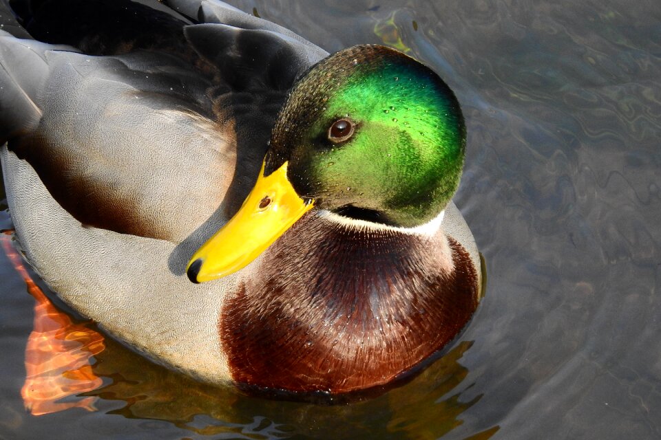 Water water bird kaczor