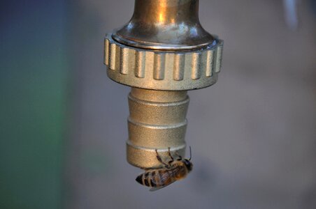 Bee small wasp small insect