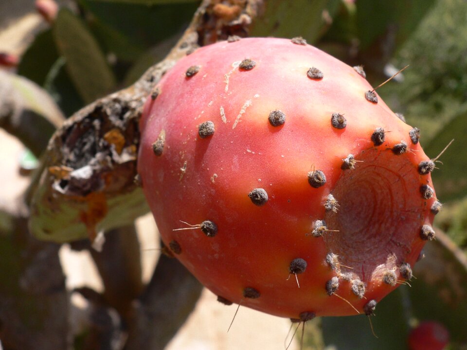 Cactus figs fruits