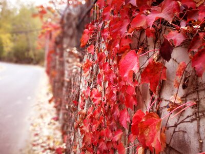 Native plantstake autumn red