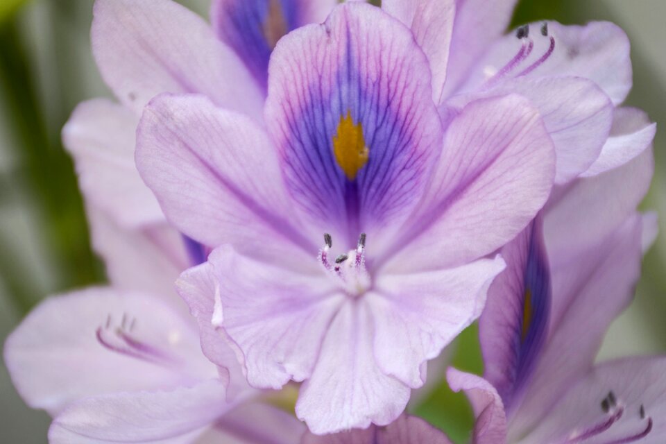 Flowers flower cho