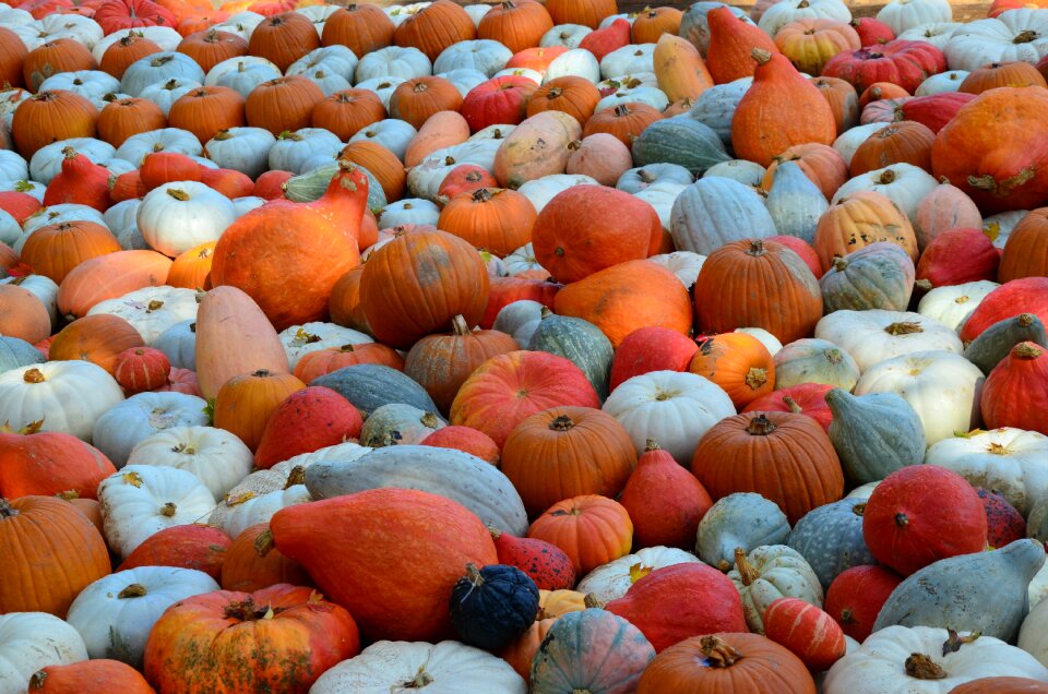 Autumn decoration harvest