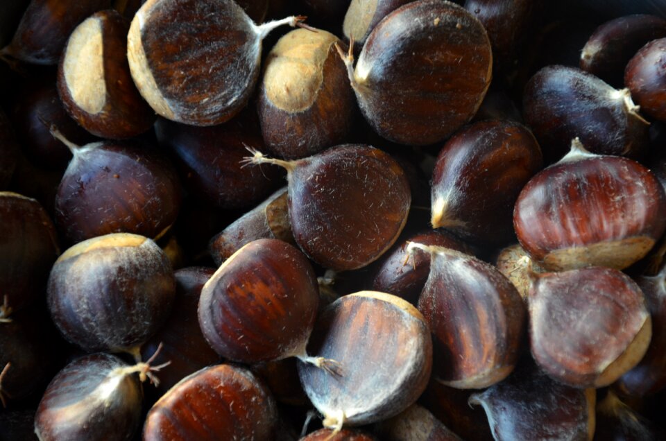 Chestnuts forest autumn