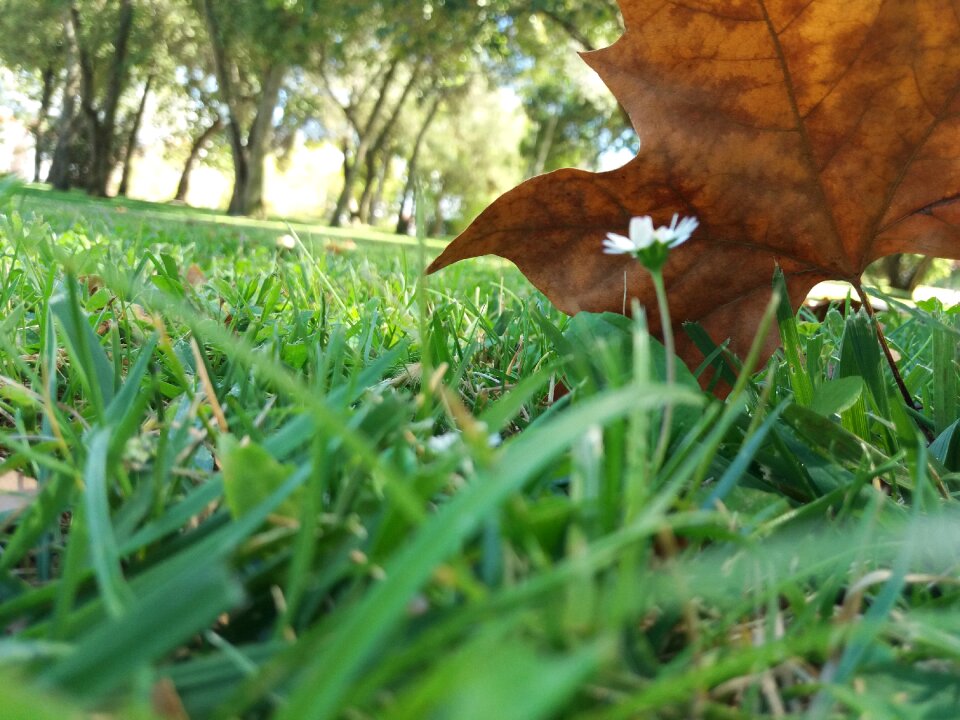 Grassland summer autumn