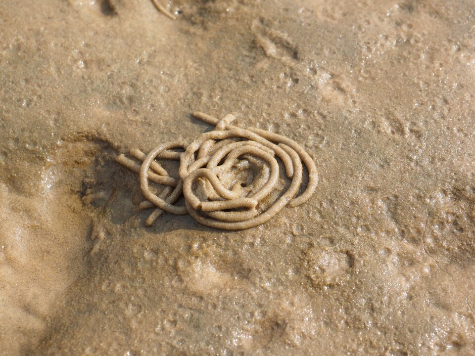 Arenicola marina sand worm pier worm