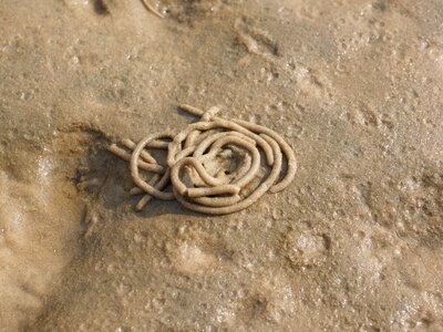 Arenicola marina sand worm pier worm
