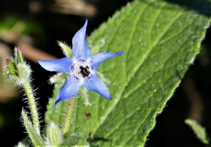 Flower plant herbal