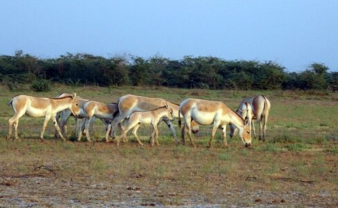 Khur indian onager wildlife