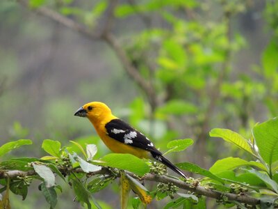 Traditional bird of motupe chiclayo peru