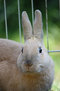 Rabbit munchkins pet photo