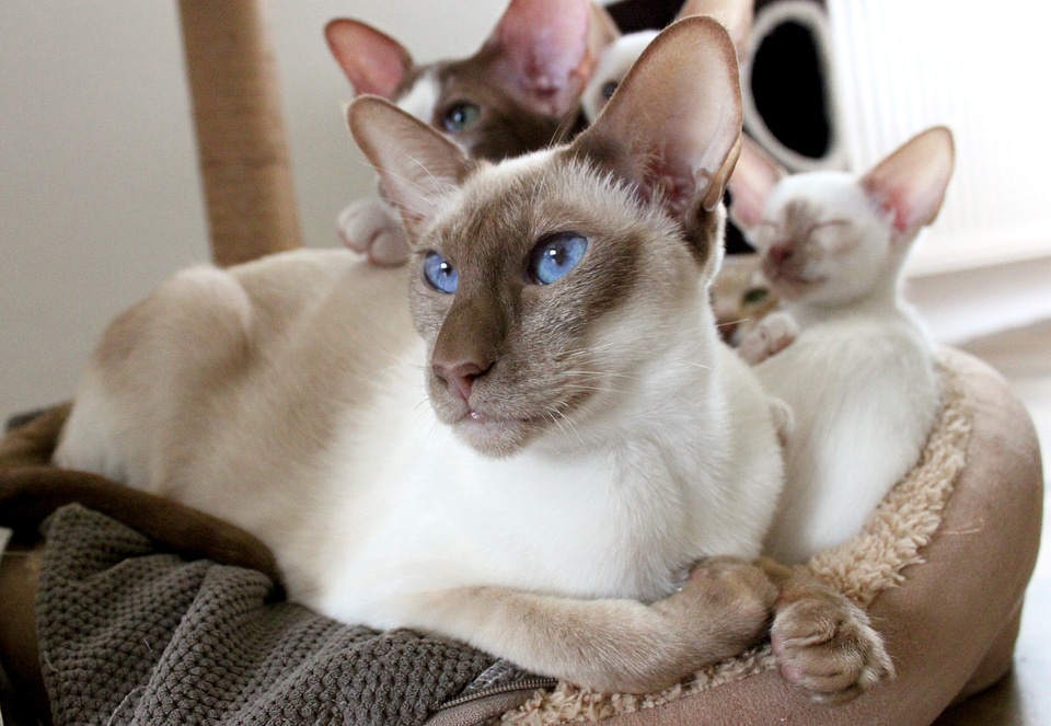 Mother children kitten