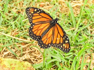Monarch bolivia cochabamba