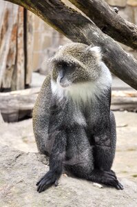 Animal primates nature