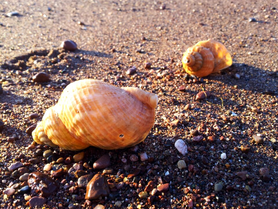Shore nature sea