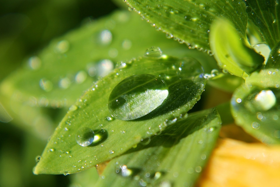 Water plant natural