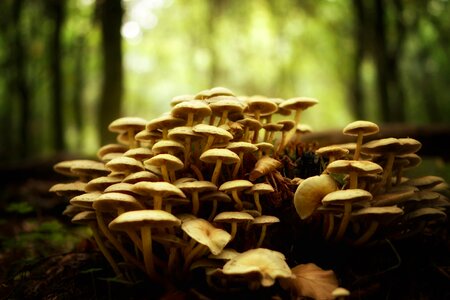 Autumn mushroom picking tree fungus photo
